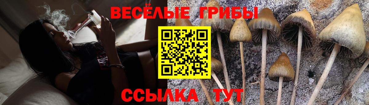 Псилоцибиновые грибы Cubensis  где найти   Галлюциногенные грибы прущие грибы  Кострома  Вход с VPN 